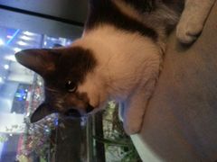 小灰灰-MIKAKU(万达广场上海宝山店)