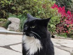 -庐山风景区花径公园