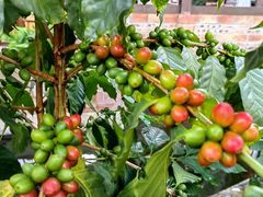 -后谷咖啡(建设巷店)