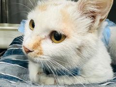 -米苏动物医院·犬猫专科·骨科外科内窥镜