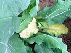 -甜心庄园·甜心草莓采摘园(西青中北店)