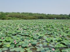 -大湾区中央湿地公园
