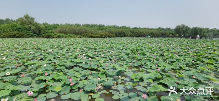 大湾区中央湿地公园图片