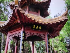 -嘉定紫藤园