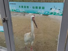 -盐城丹顶鹤湿地生态旅游区