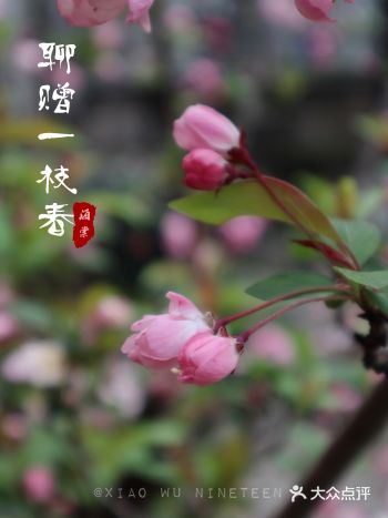 武汉踏青处｜聊赠一枝春