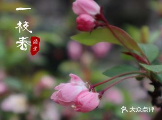 武汉踏青处｜聊赠一枝春