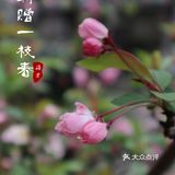 武汉踏青处｜聊赠一枝春
