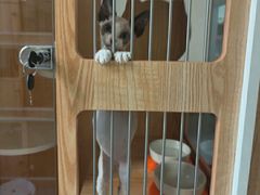 -山宅一喵德文卷毛猫舍
