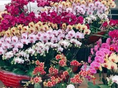 -龙大花卉苗木市场