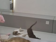 -糯米喵星人·撸猫猫舍咖啡馆(西市场嘉华店)