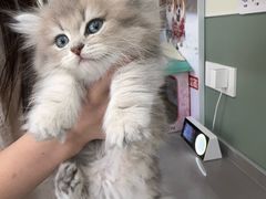 -爱佳宠物中心医院24H·CT·骨外科·猫专科(瑶海万达店)