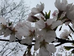 -羊山湖公园
