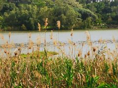 -华侨城湿地公园