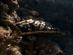 -上海海洋水族馆