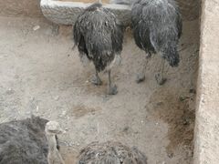 -包头古城文化旅游区