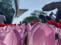 -石家庄市植物园