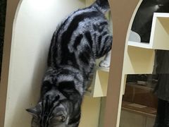 -猫小院猫主题咖啡厅(北锣店)