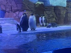 -海合安成都极地海洋公园