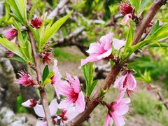-南汇桃花村