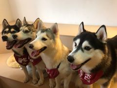 -Husky Go! 哈士奇体验馆·宠物咖啡厅狗咖