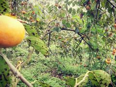 -武汉世外桃源农庄