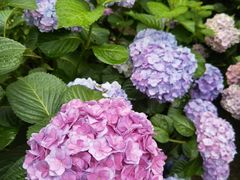 -凤来栖·净庭院·火锅(欧尚店)