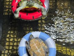 -帕帕拉兹宠物(亚洲旗舰店)