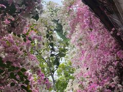 -深圳国际园林花卉博览园