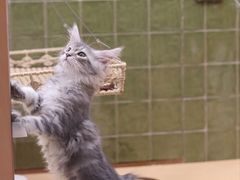 -帕帕拉兹宠物(亚洲旗舰店)