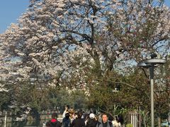 -成都市活水公园
