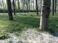 -仁和公园(顺义区)