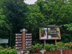 -西双版纳原始森林公园