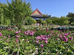 -曹州牡丹园