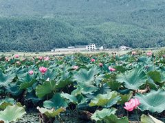 -腾冲北海湿地