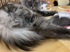 -猫和宫(六道口店)