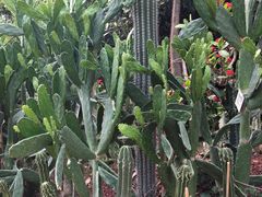 -呀路古热带植物园