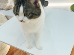 -COLOR PETS 撸猫馆·购猫·猫咖(长风大悦城店)