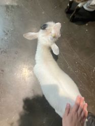 -Zoolung Zoolung动物主题公园(海信广场店)