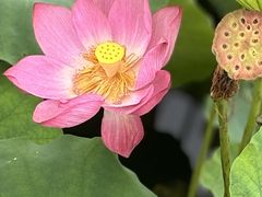 -荷塘月色湿地公园·向阳花洲