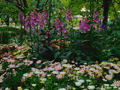 -上海共青森林公园