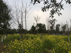 -瑶湖郊野森林公园