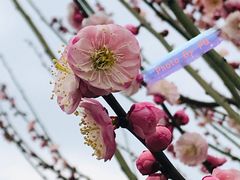 -香雪海