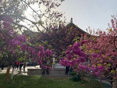 -西安青龙寺遗址景区