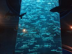 -香港海洋公园