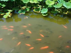 -龙头寺公园