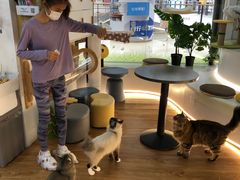 -COLOR PETS 撸猫馆·购猫·猫咖(长风大悦城店)