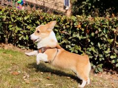 -翊宠yipet猫狗购宠庄园犬舍•猫舍