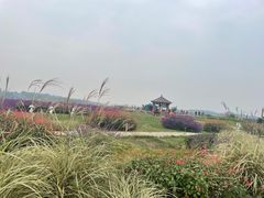 -空港花田景区