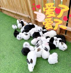 -萌宠亲子动物乐园(槐房万达店)